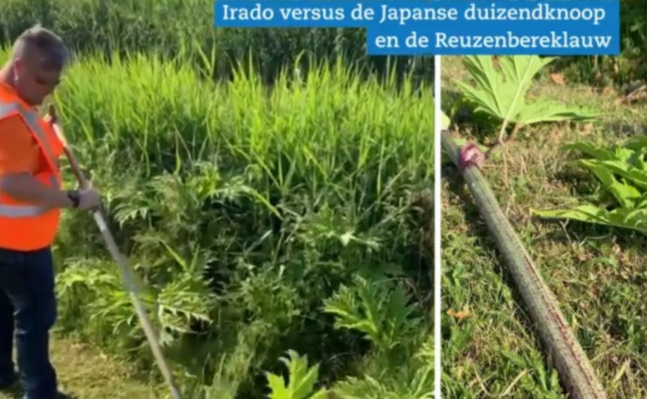 Bestrijden Japanse duizendknoop en Reuzenbereklauw zwaar