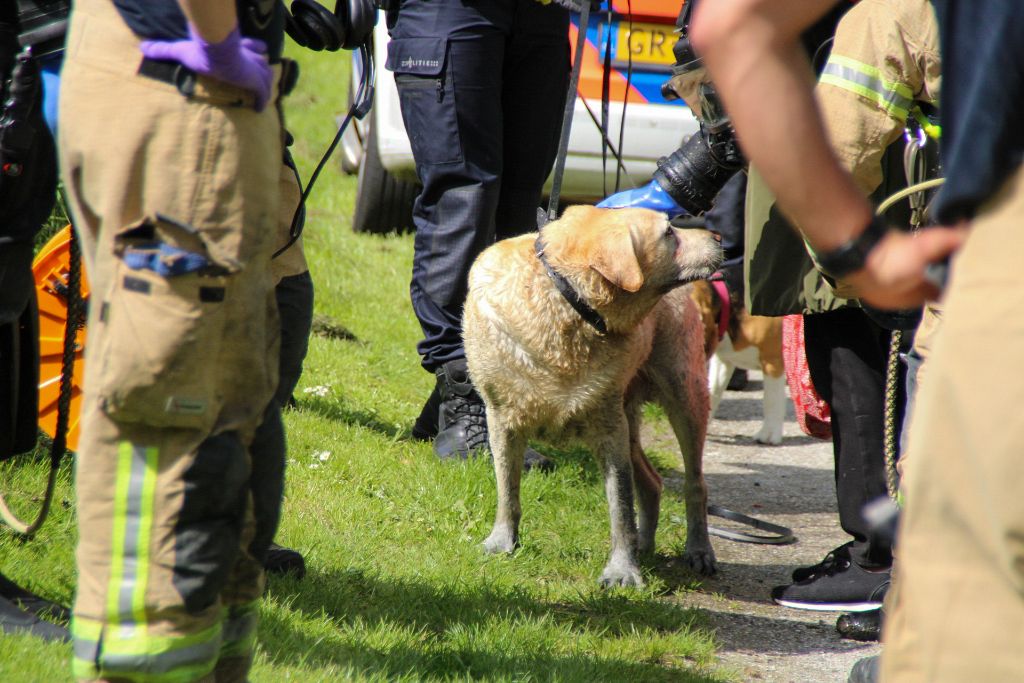 Brandweer rukt uit voor hond te water