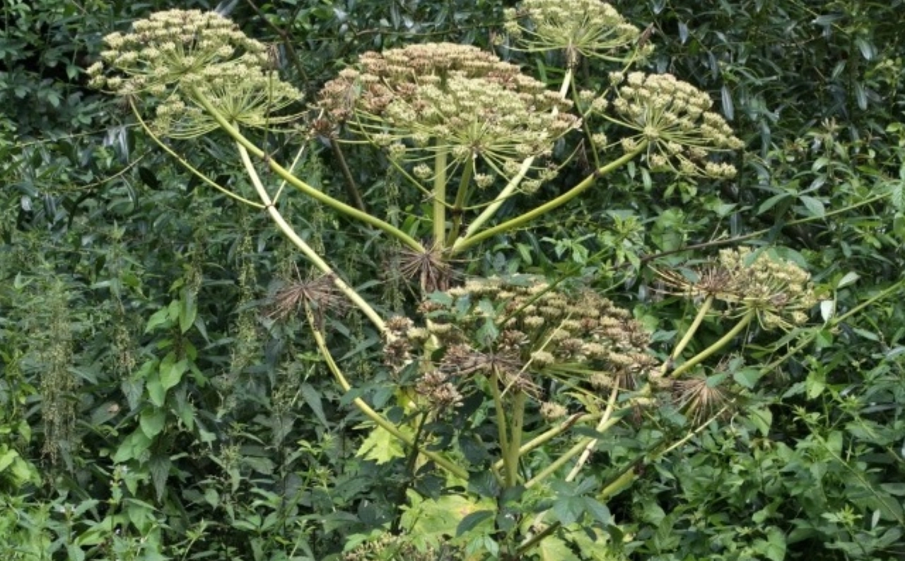 Irado bestrijdt reuzenberenklauw en waarschuwt ervoor