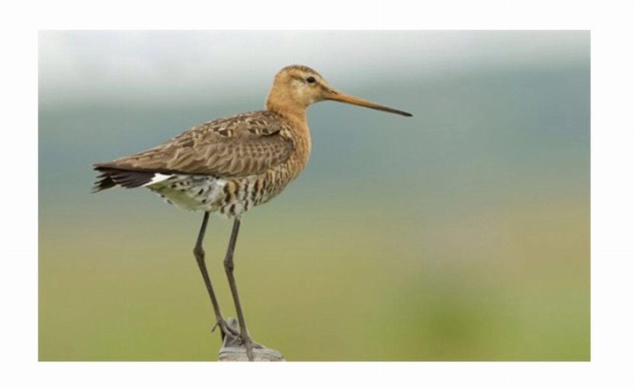 Weidevogels krijgen er meer ruimte bij