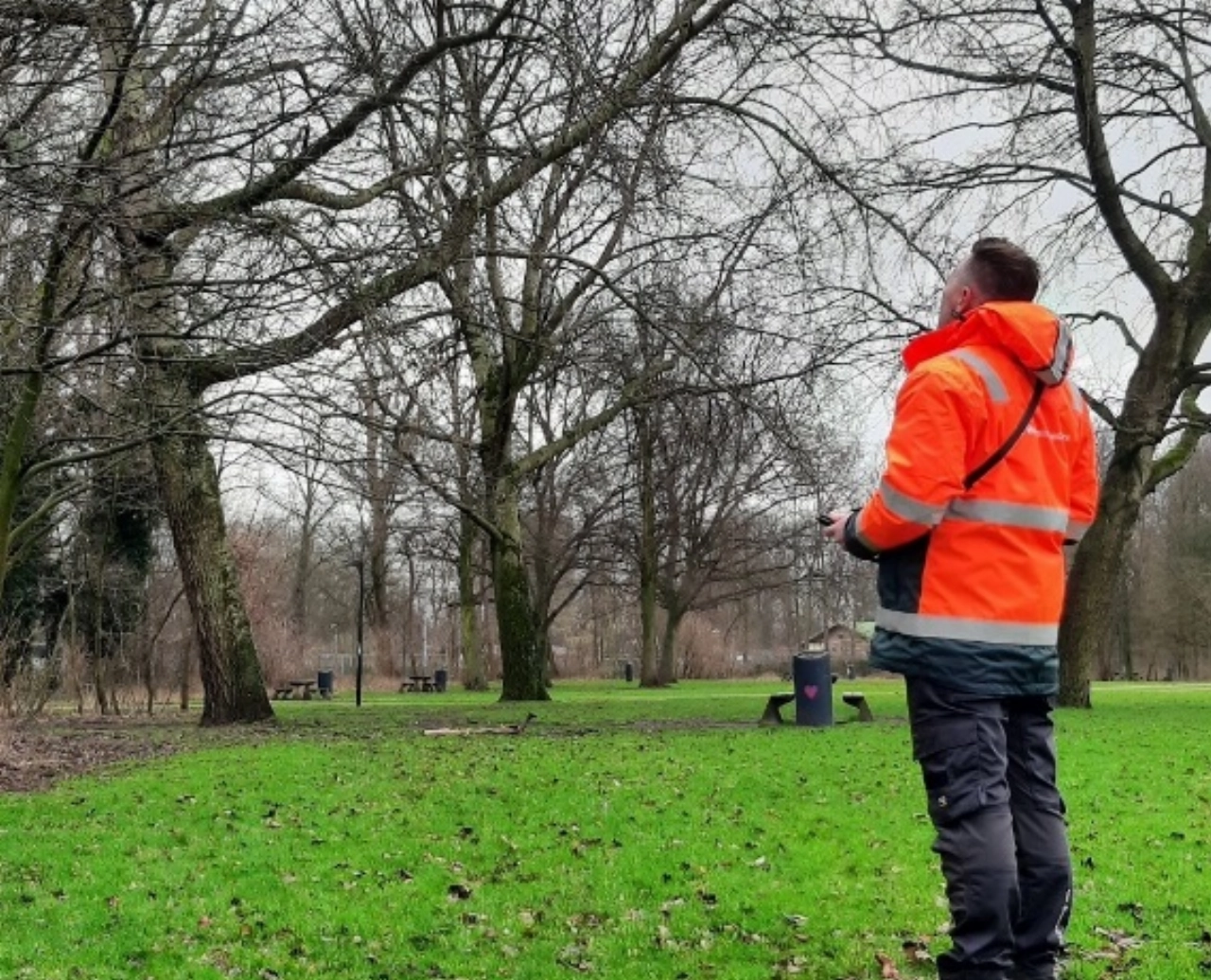 Schiedamse bomen worden gecontroleerd