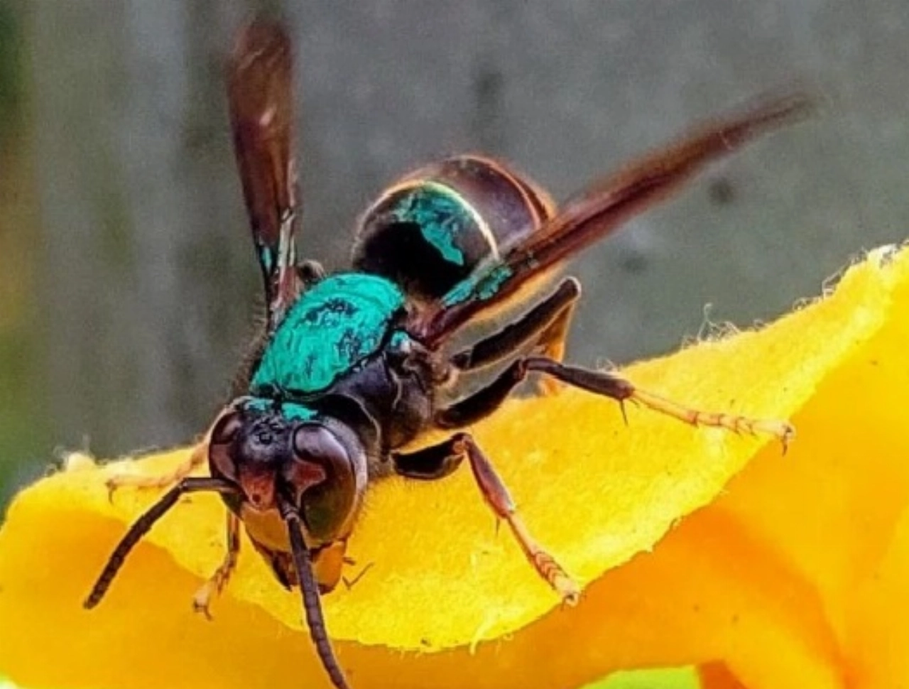 Stadsimkers op zoek naar Aziatische hoornaar