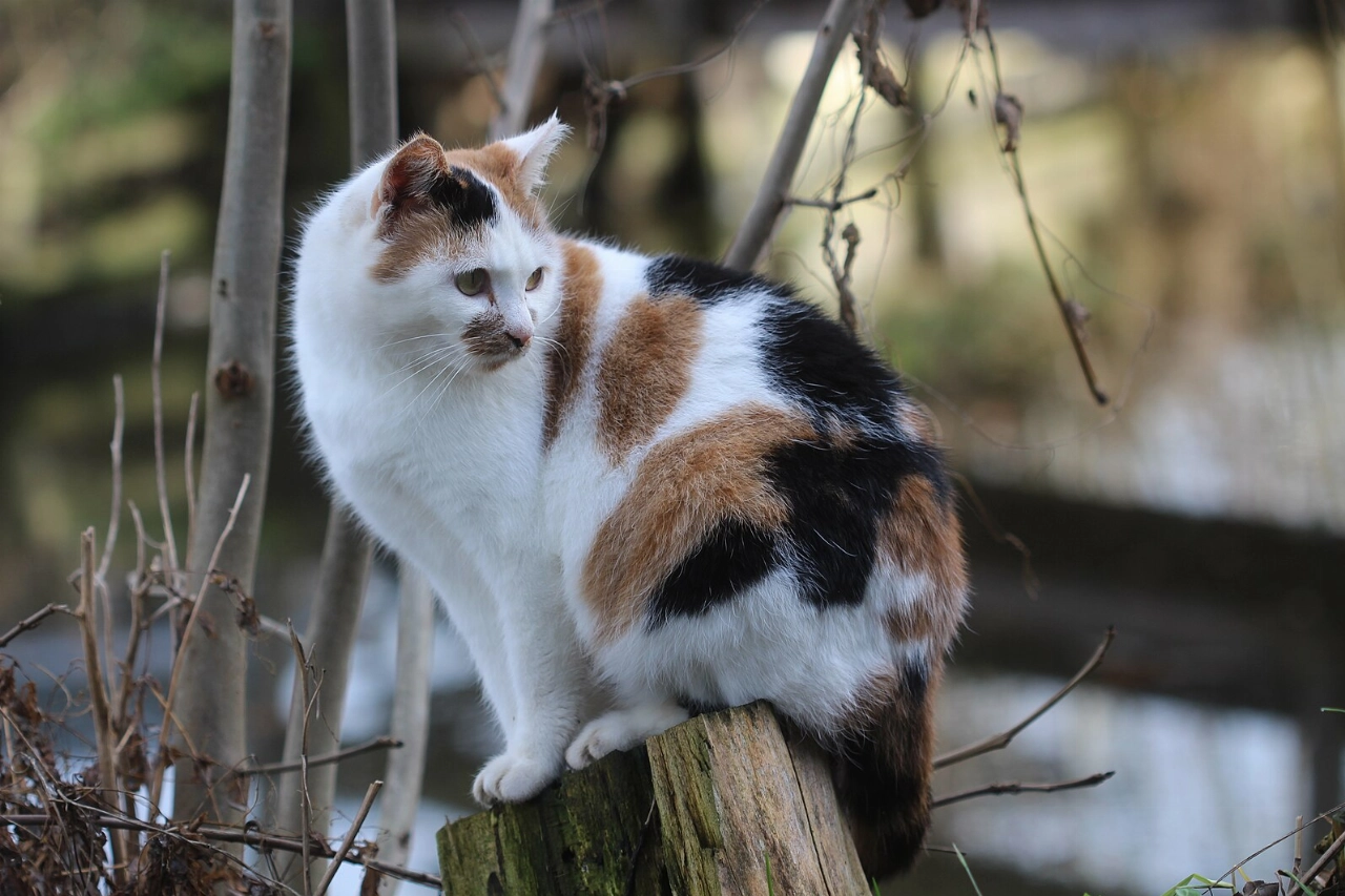 Geen zwerfkatten meer en dus…