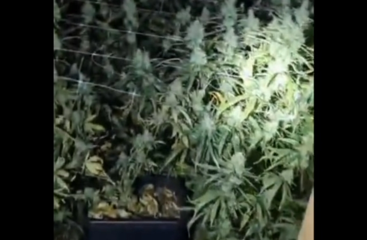 'Verdacht geurtje' leidt naar hennepkwekerij