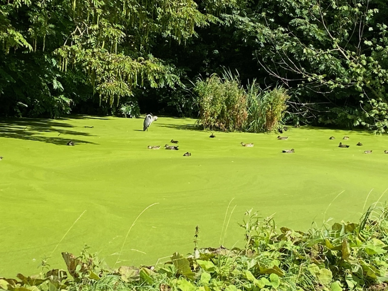 Zo ongeveer nu begint de herfst