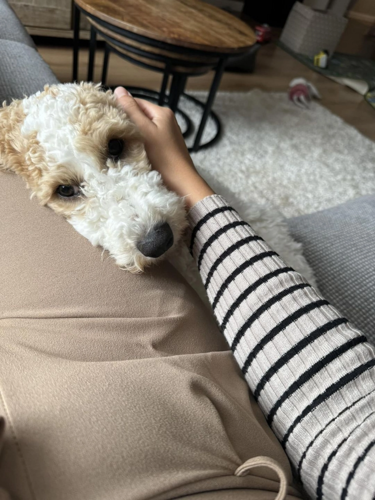 Bella was stoned, en dat overkomt meer honden