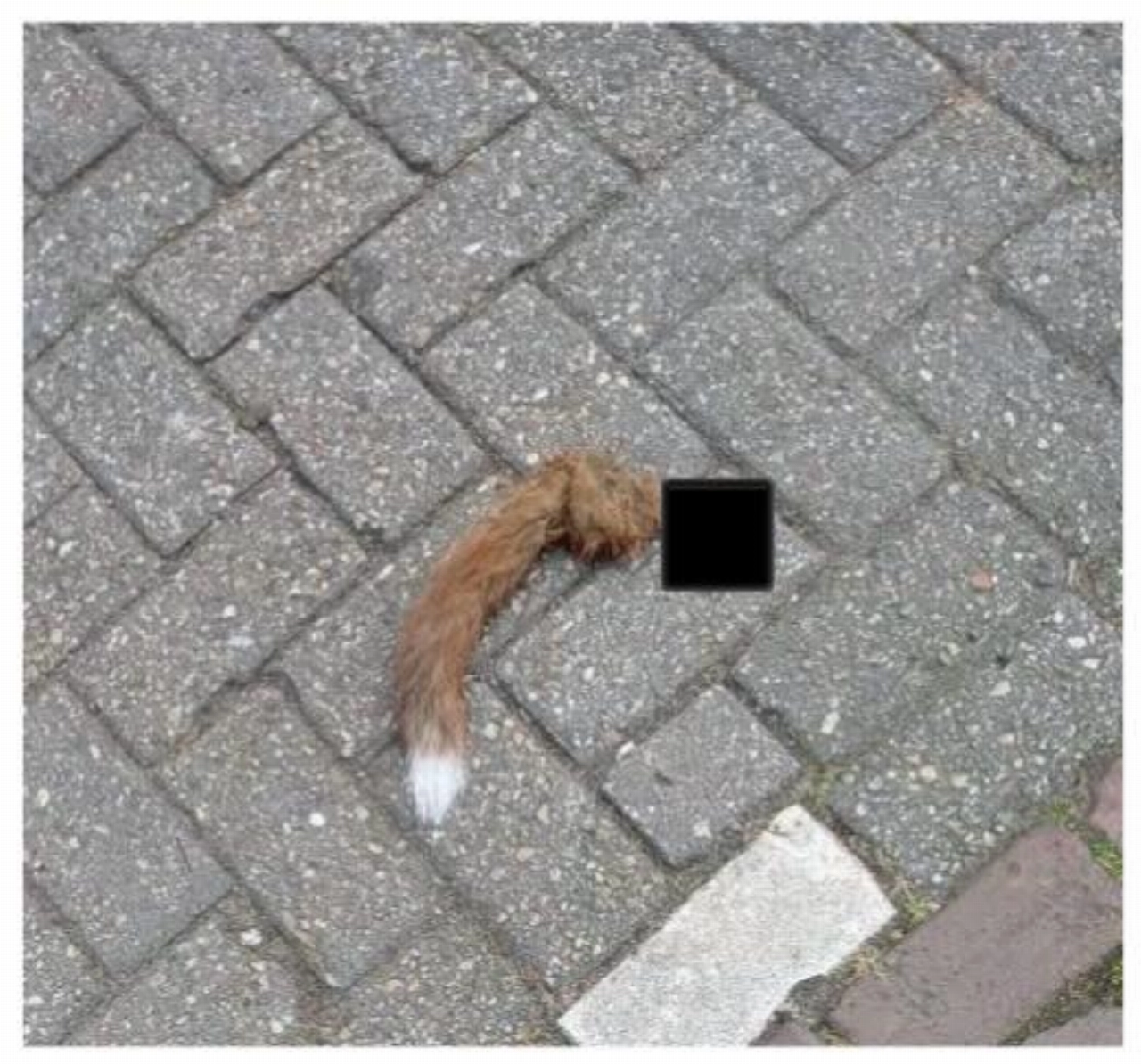 Vossenstaart gevonden in oost