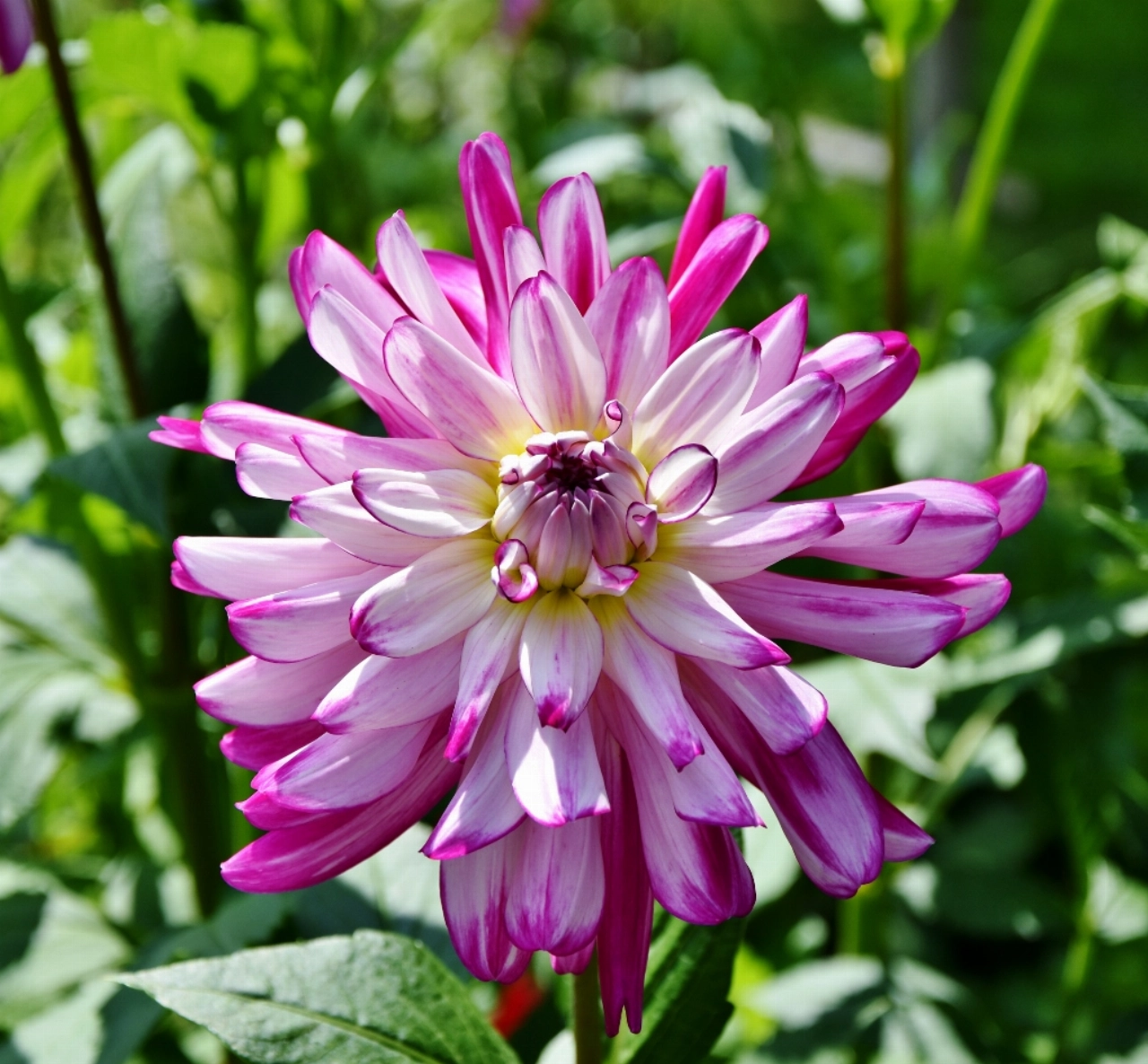 Dahliavereniging: vijftig jaar stekken, planten en dieven