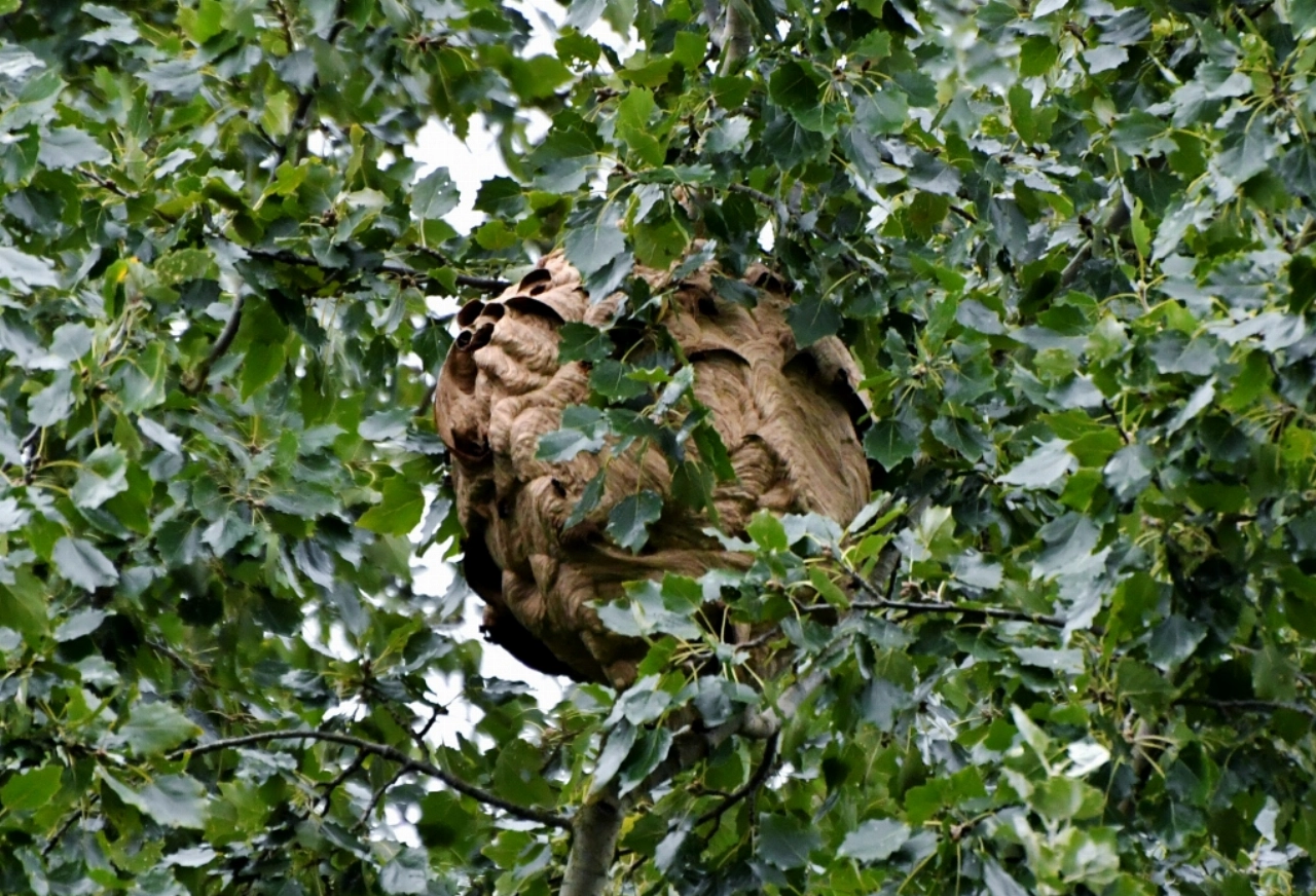 Nest Aziatische hoornaar eindelijk gevonden