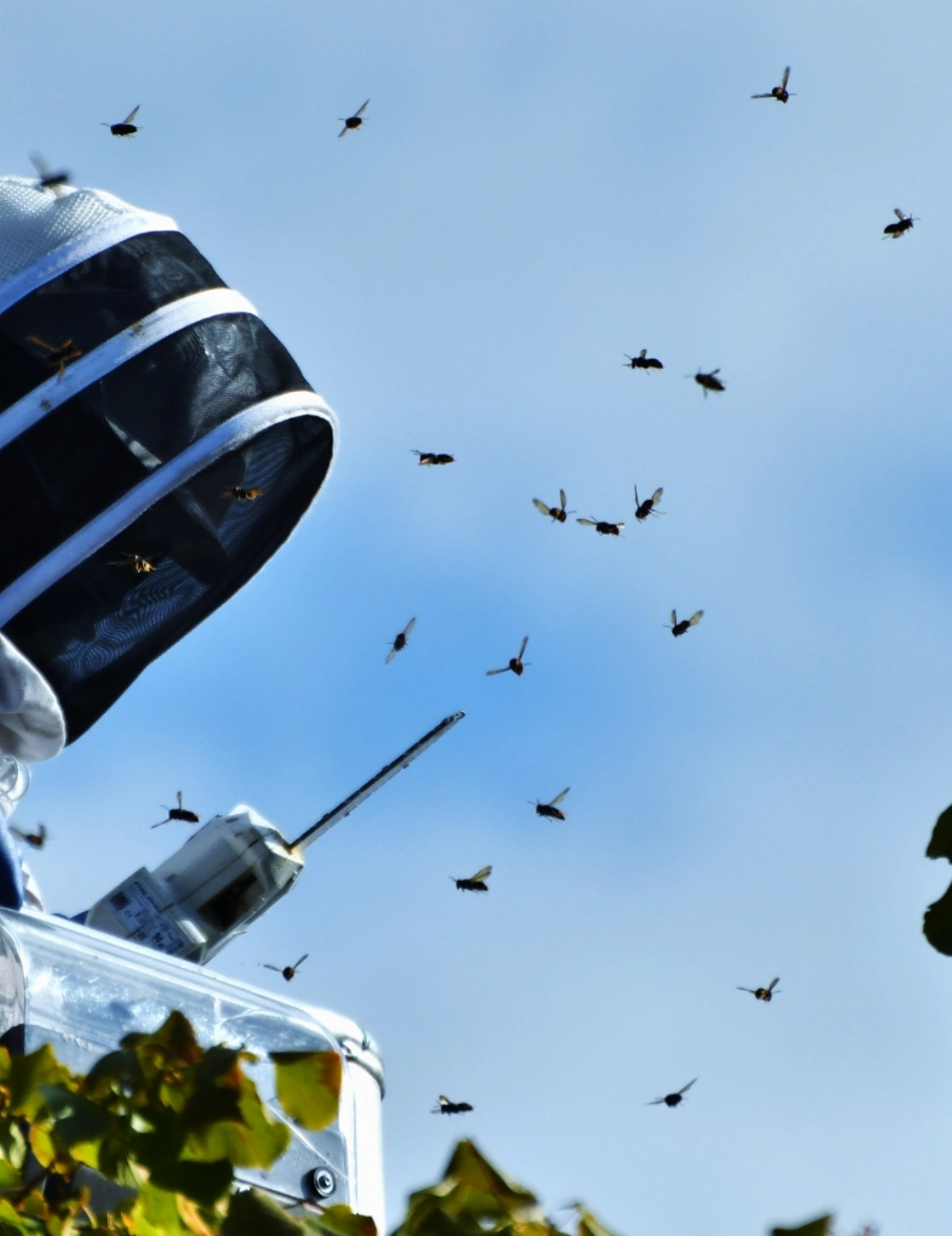 Hoornaarnesten in BK-laan en Beatrixpark geruimd