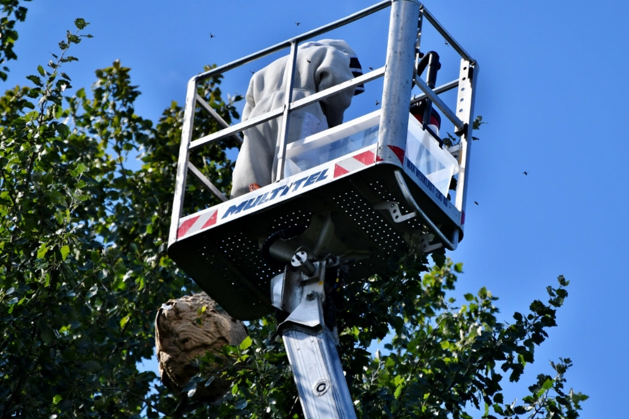 Hoornaarnesten in BK-laan en Beatrixpark geruimd (2)