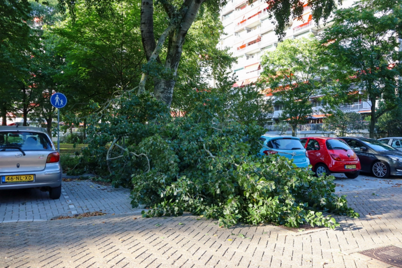 Grote tak breekt af: twee auto's beschadigd