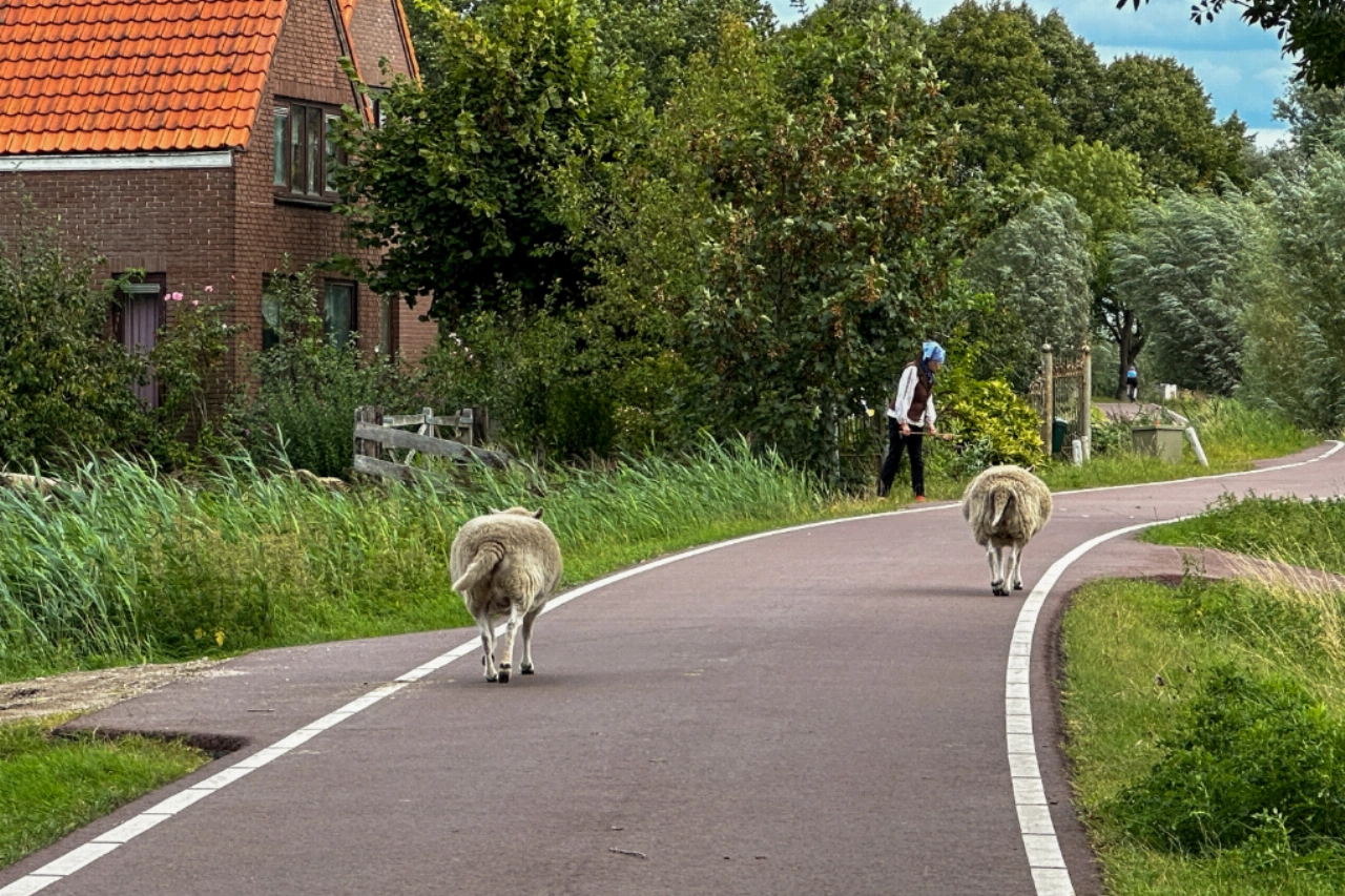 Schapen flaneren over de Woudweg