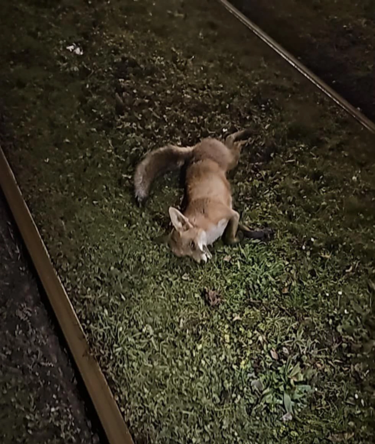 Vos aangereden op het spoor