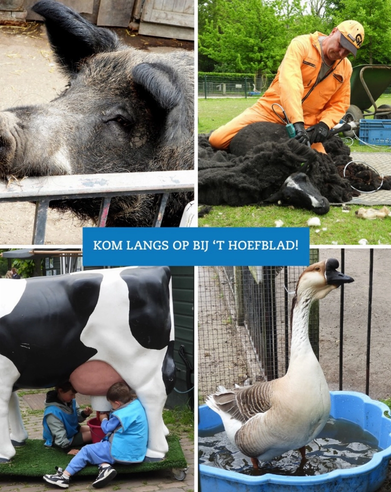 Kinderboerderij: perfect voor gezellige middag
