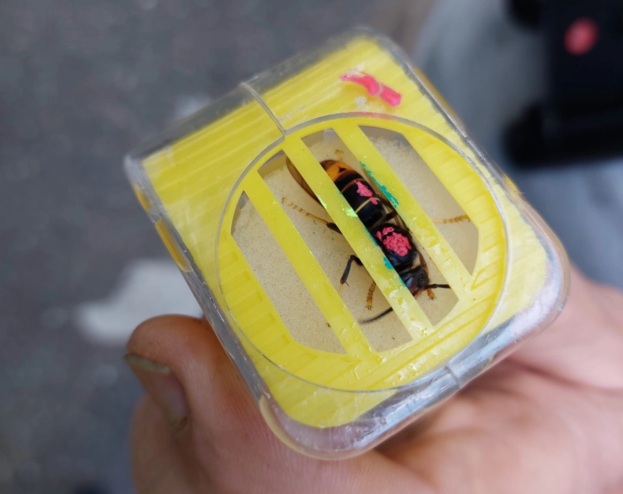 Weer koningin gevangen