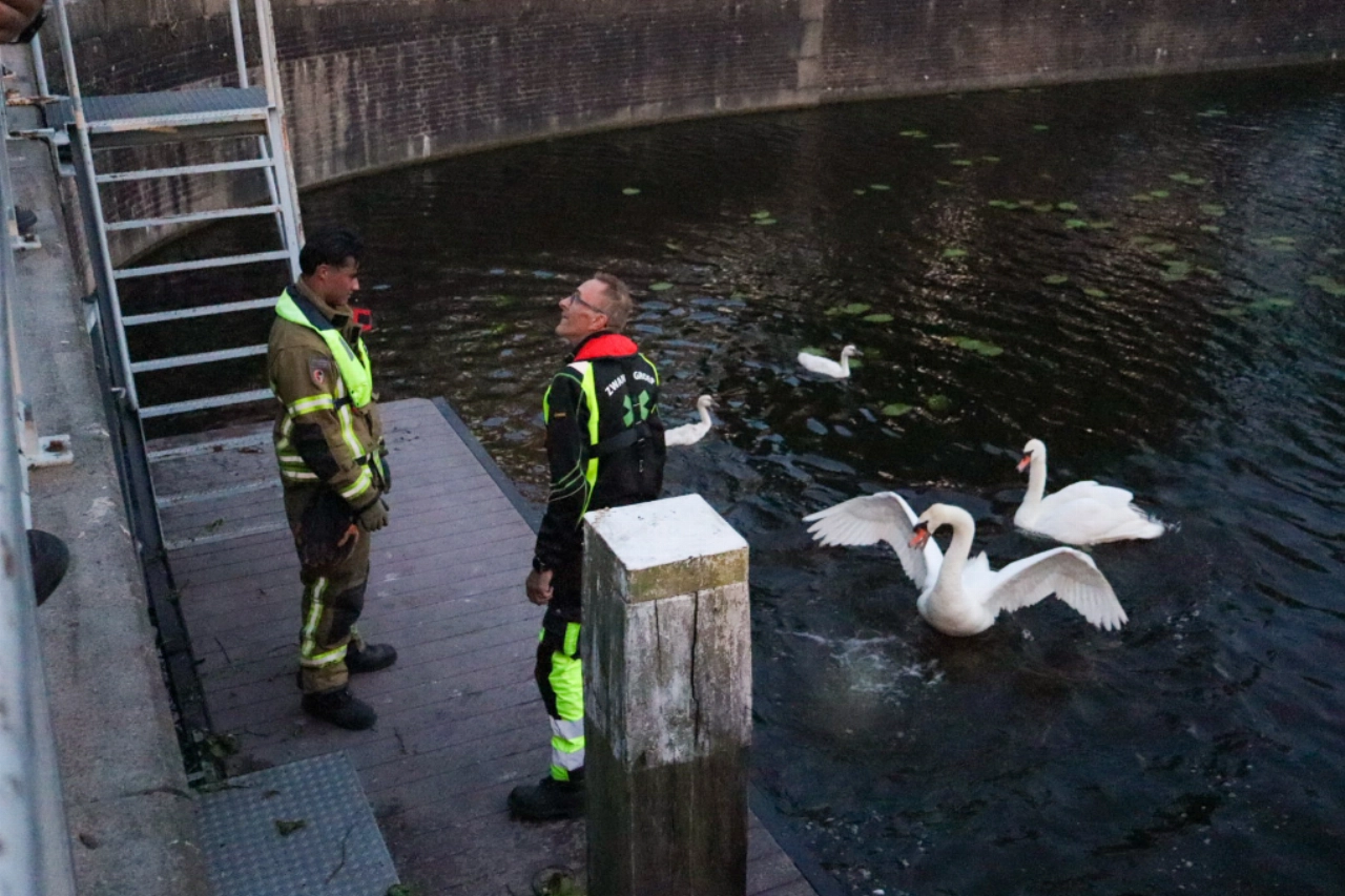 Babyzwanen vast tussen spijlenhekken onder brug