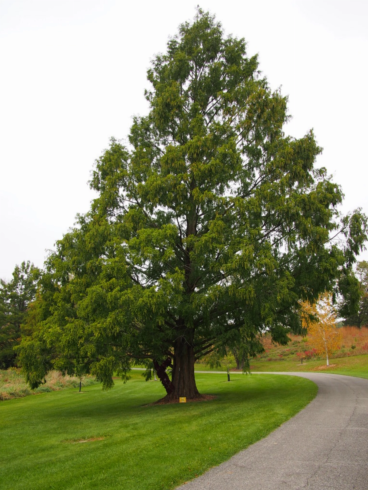 Park Kethel krijgt bijzondere boom