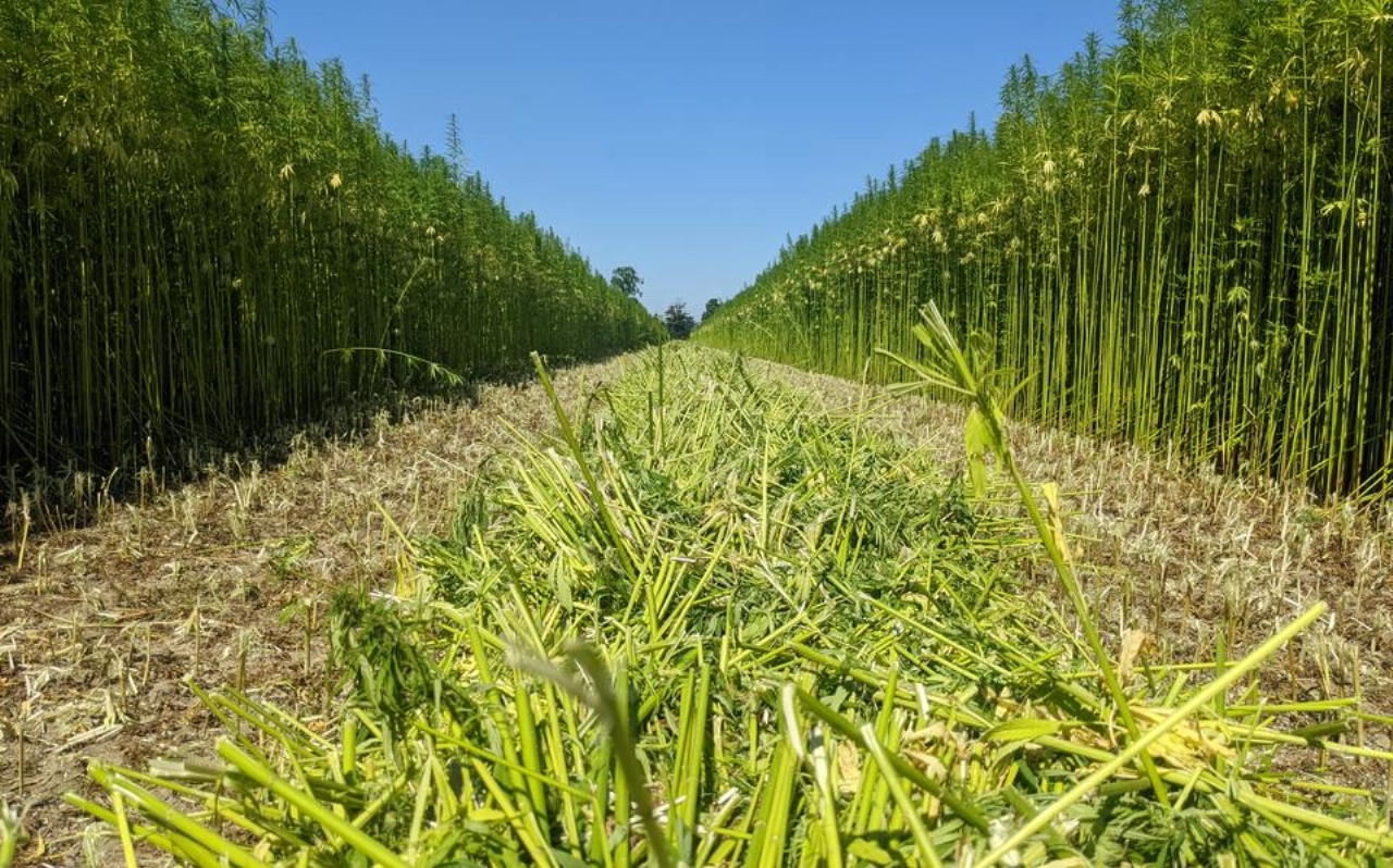 Gebruik biobased isolatiemateriaal en ontvang zo meer subsidie