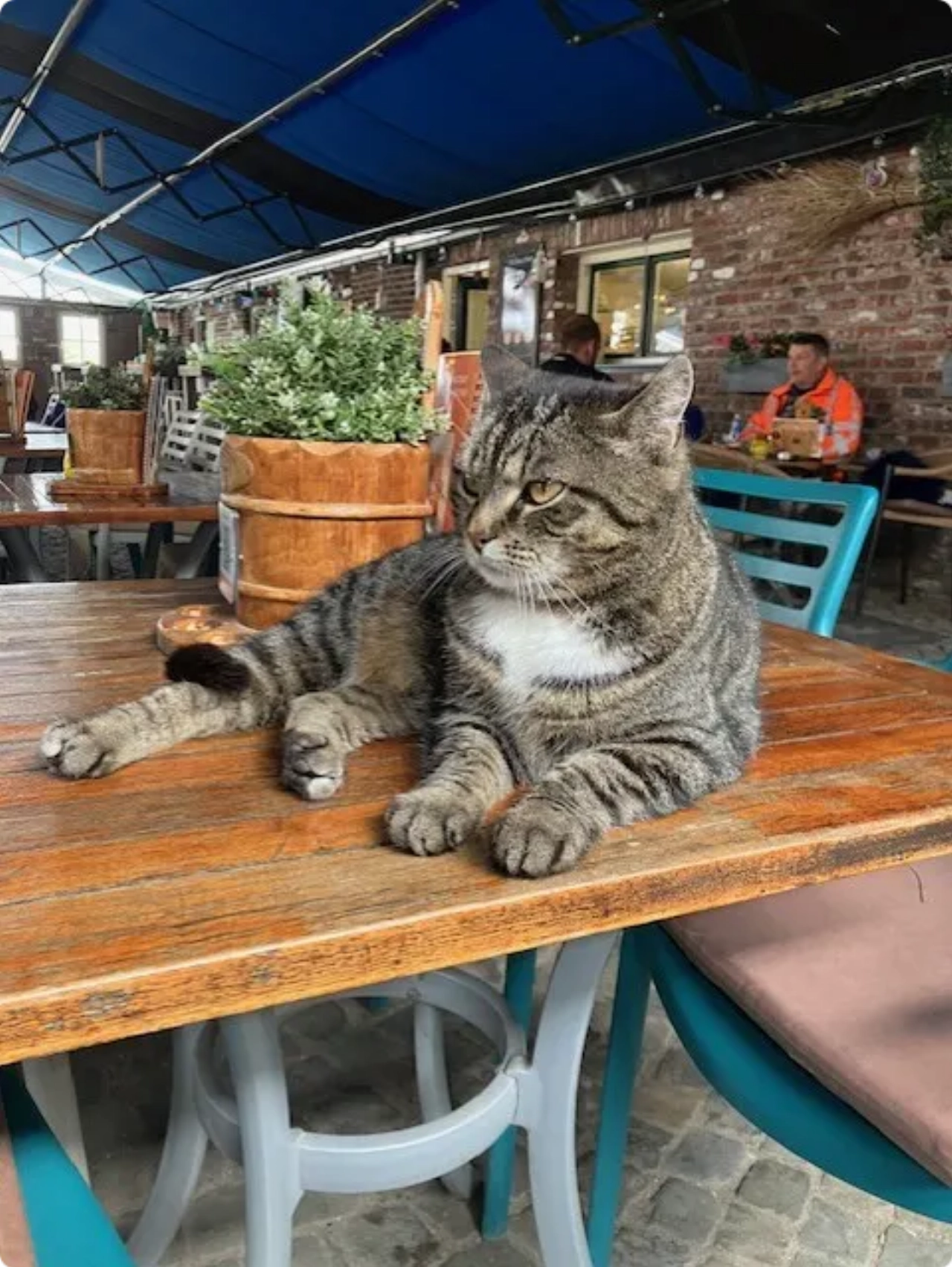 Poessie uit Maastricht in Schiedam teruggevonden