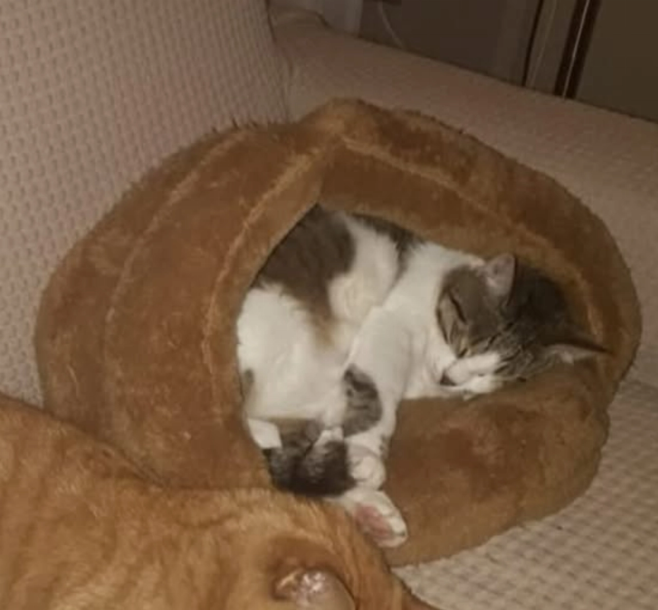 Kat Moontje is vermist