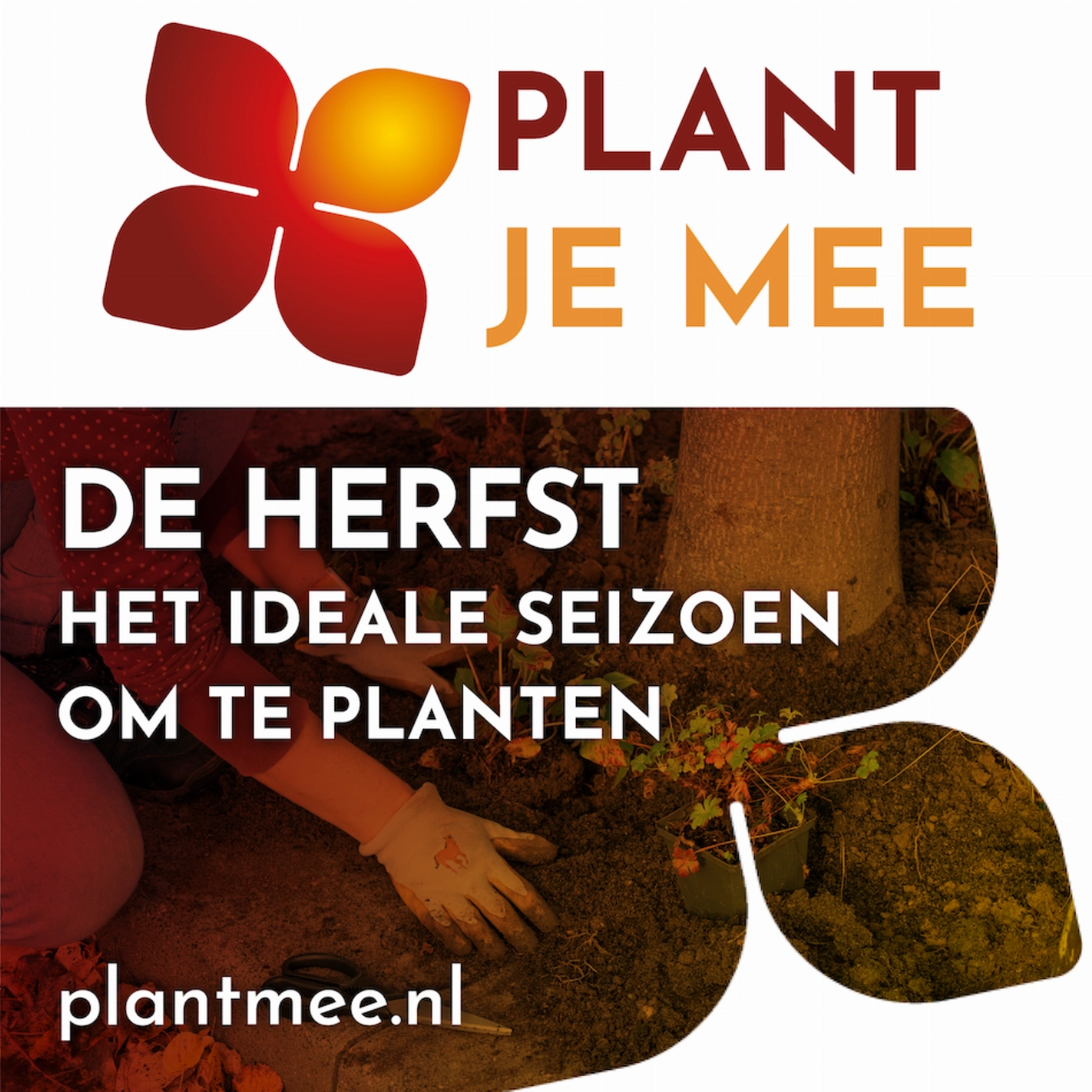 Een bloeiende lente, plant je in de herfst!