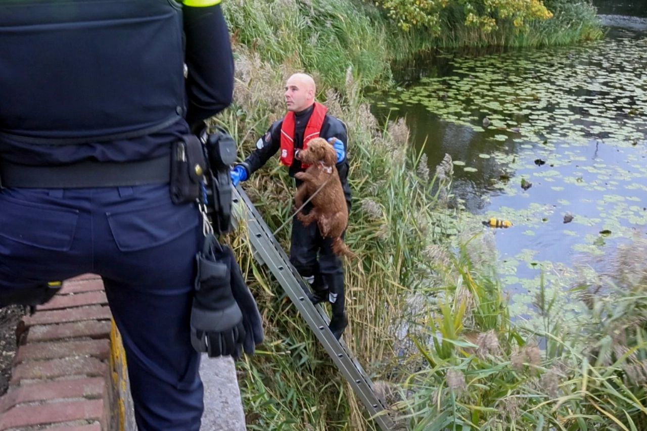 Brandweer redt hondje