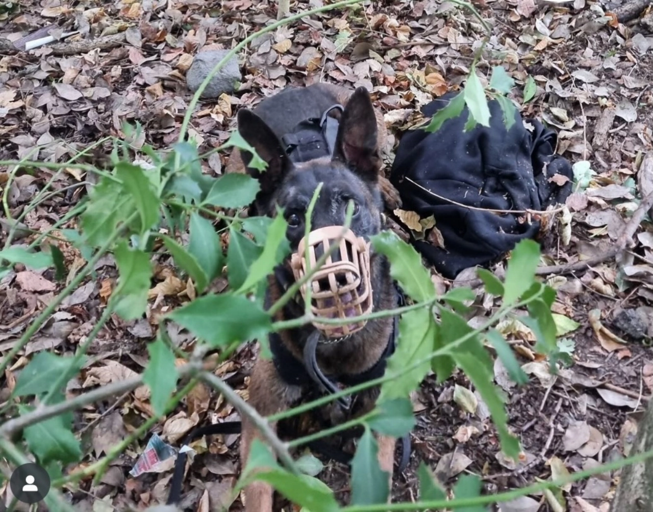 Coco doet vluchtende automobilist de das om