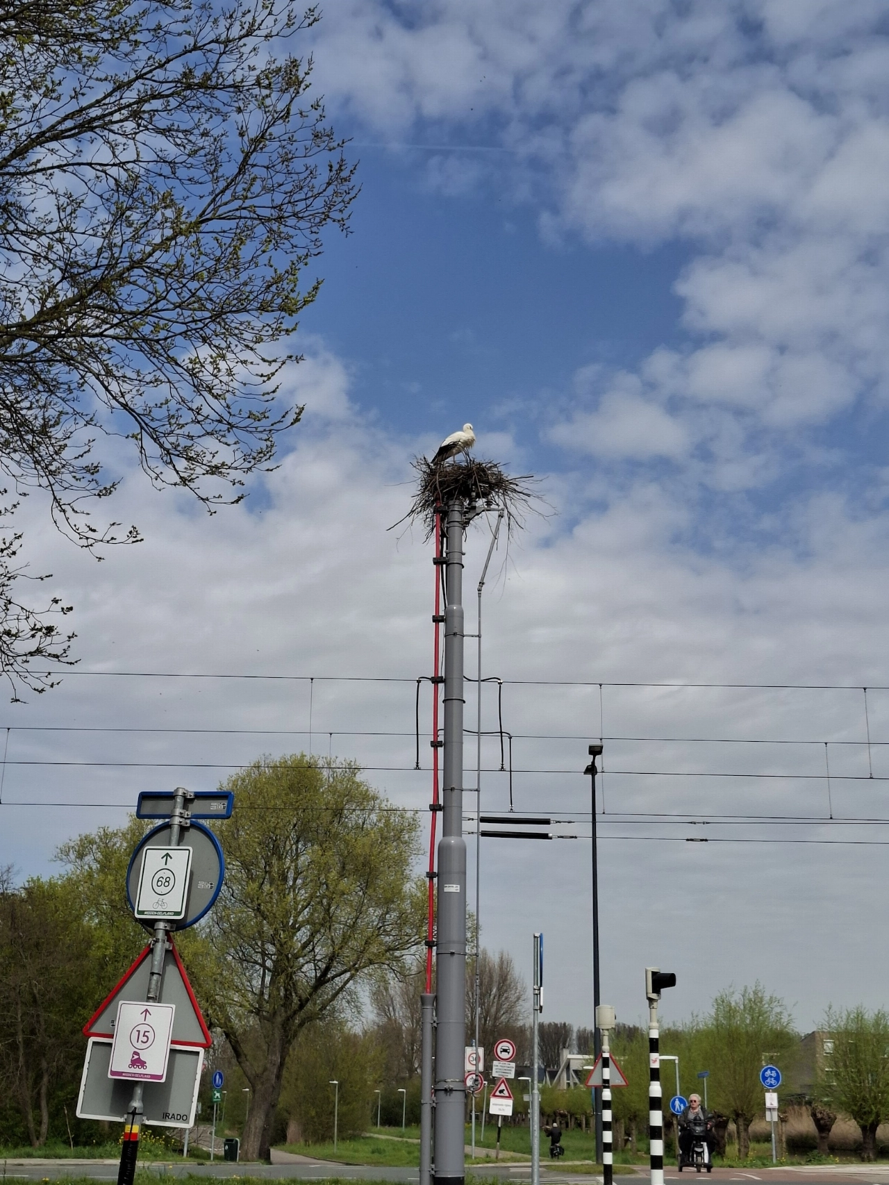 Ooievaar vaart wel langs de trambaan