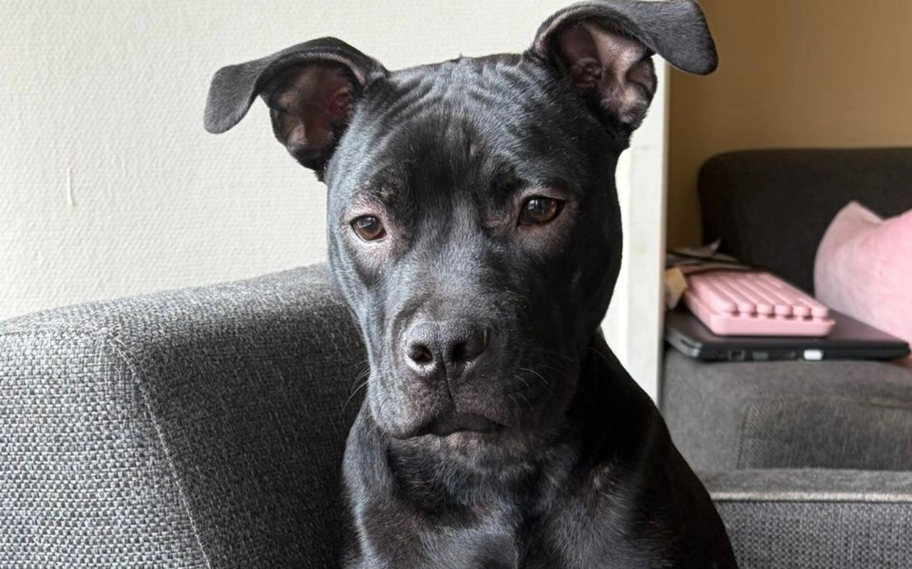 Drentse pup Houdini in Schiedam aangeboden