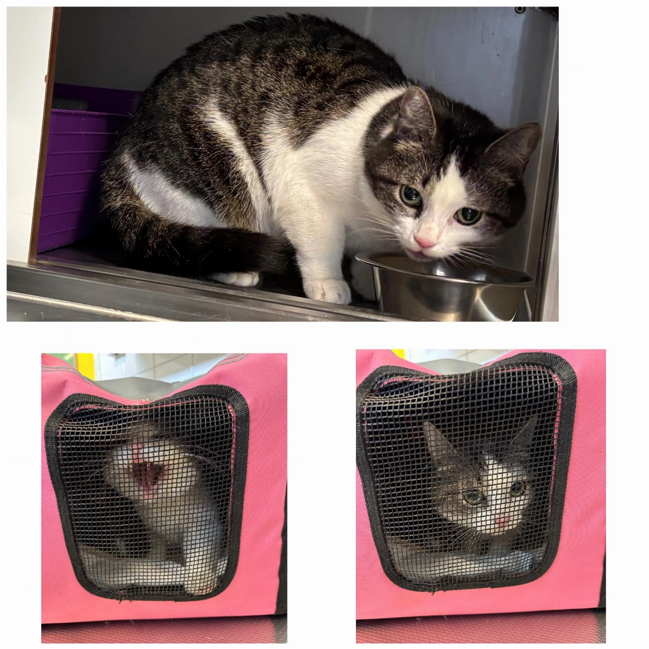 Poes in roze reistas gedumpt bij speeltuin