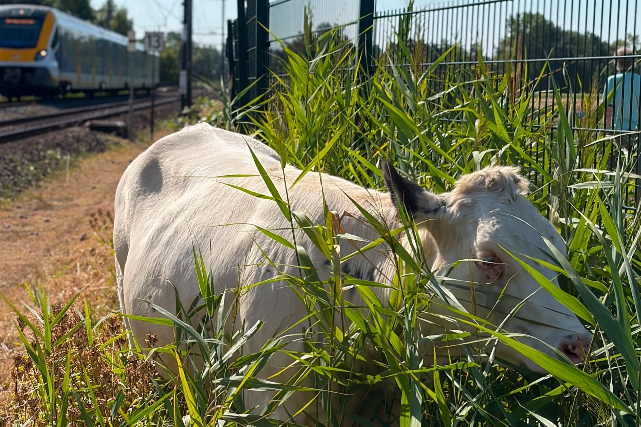 Treinverkeer stopgezet vanwege koe op spoor