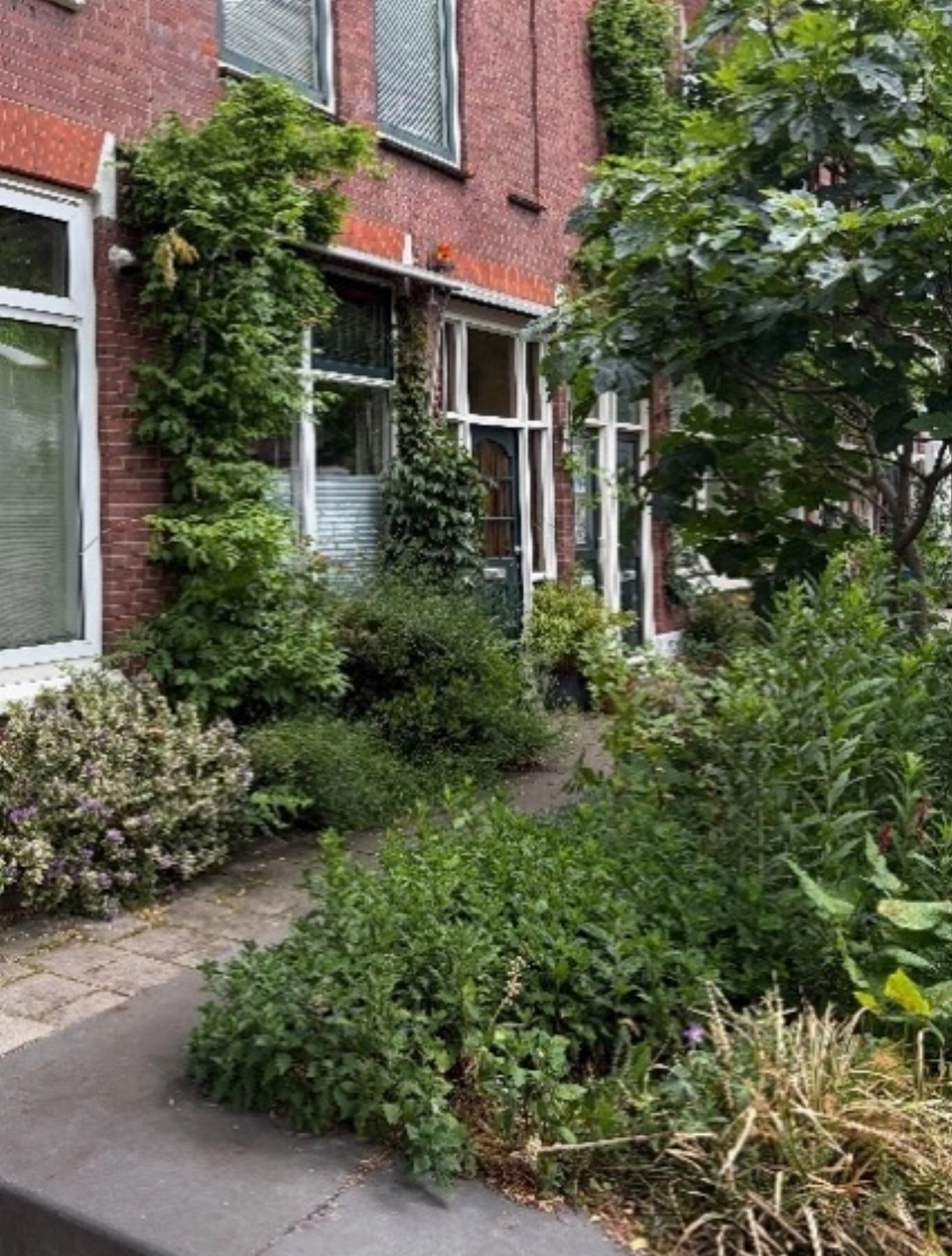 Een koele woning door gevelgroen