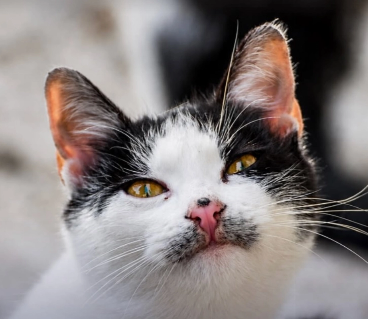 Politie op zoek naar info over kattenmishandelaar