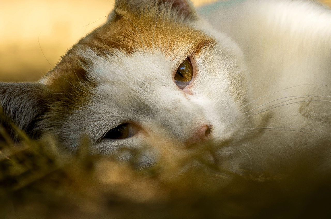 Zeker twee katten ernstig mishandeld met kokend water in Schiedam-Oost