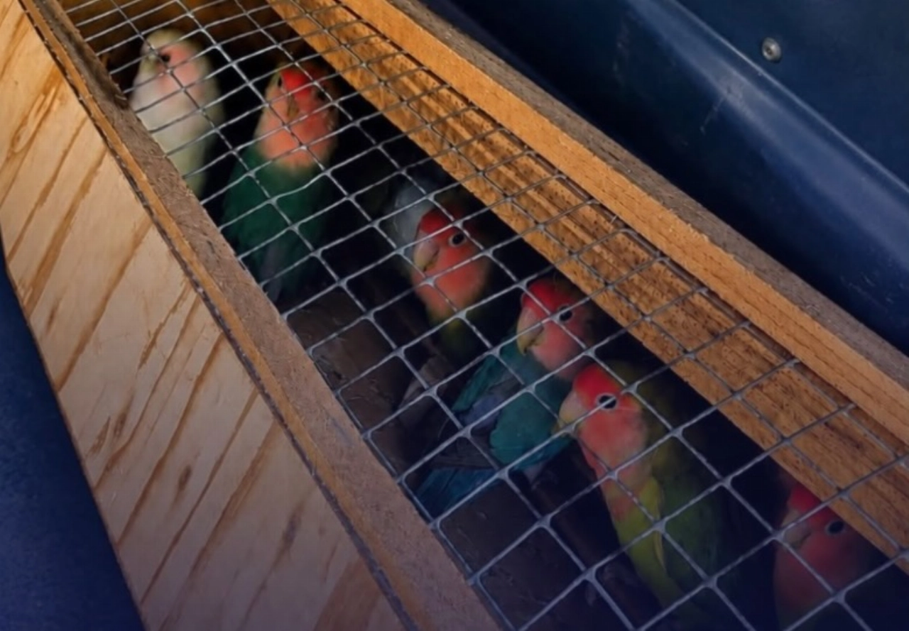 Inspecteurs halen 64 vogels uit Schiedamse woning
