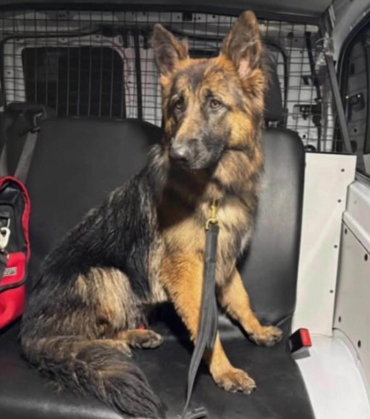 Wie weet van wie twee herdershonden zijn?