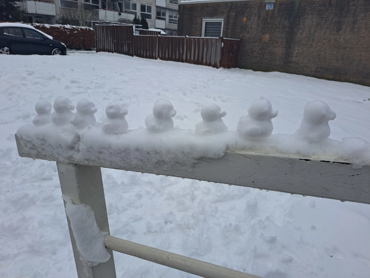 Eendjes neergestreken in Schiedam
