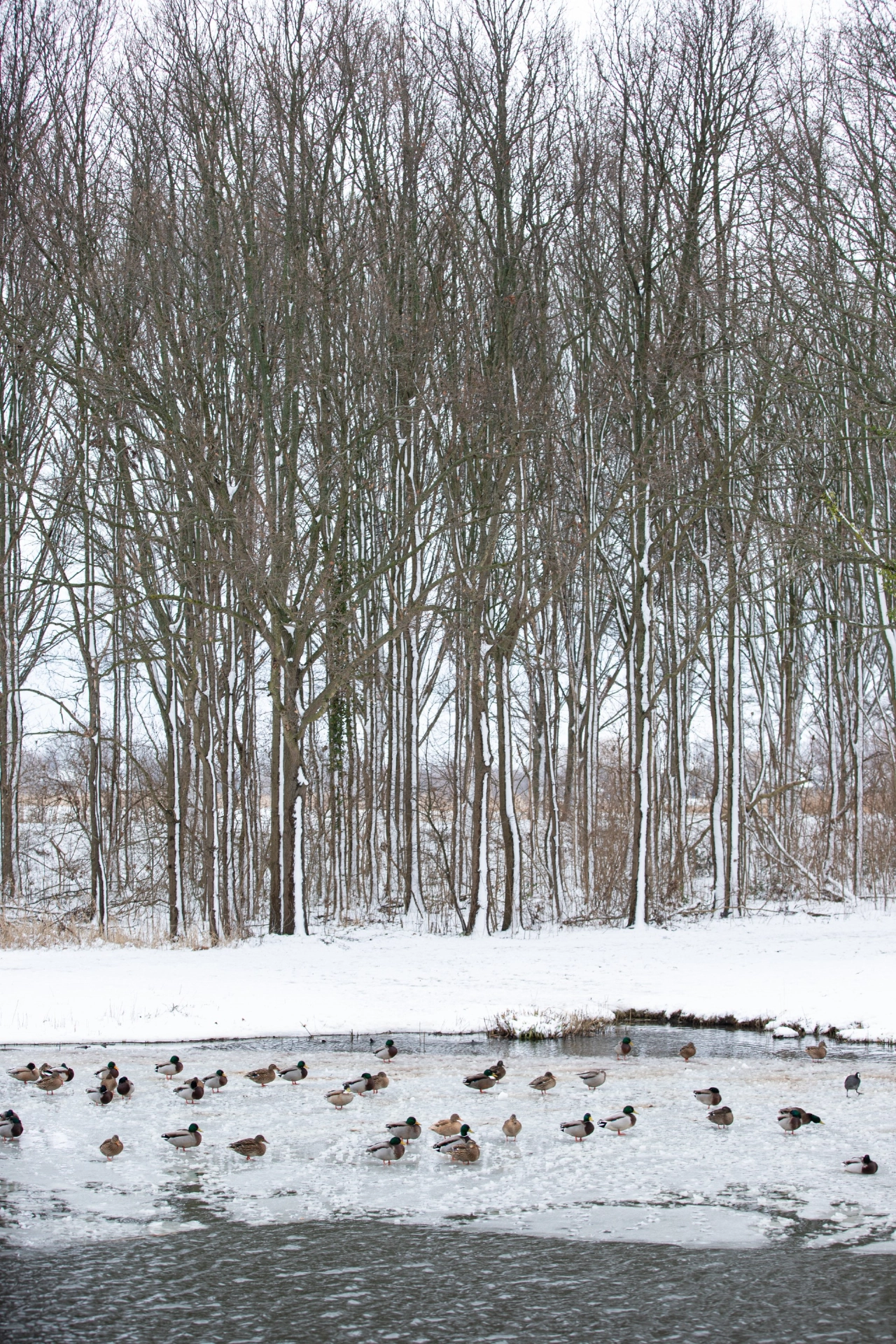 Schiedam mooi in de sneeuw (10)