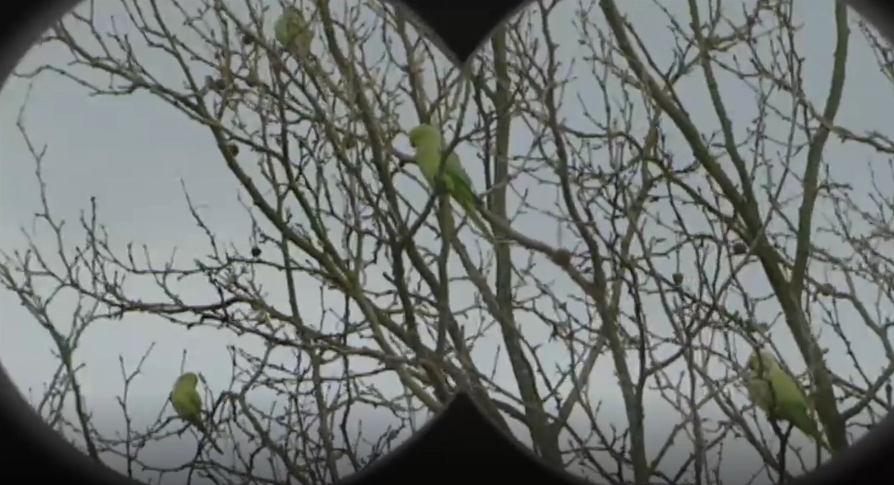 Een half uurtje vogels tellen