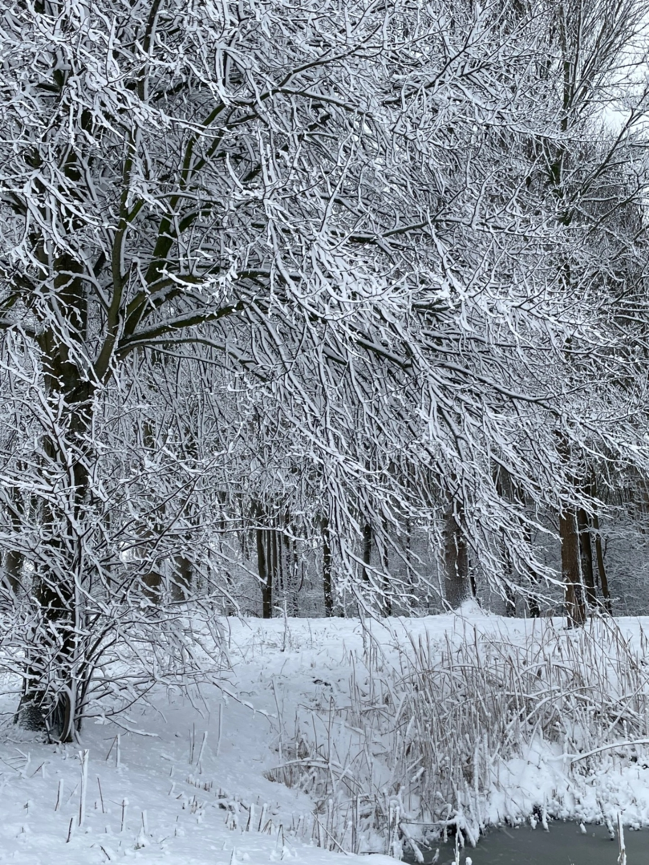 Schiedam mooi in de sneeuw (7)