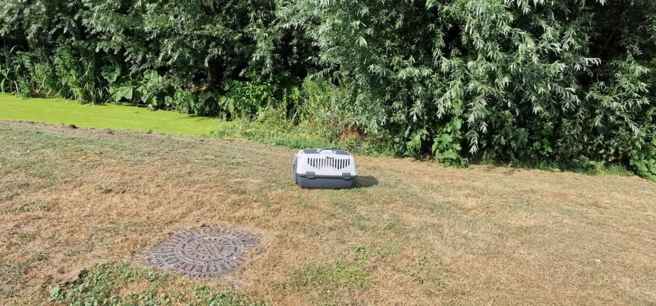 Poes achtergelaten op Land van Ris