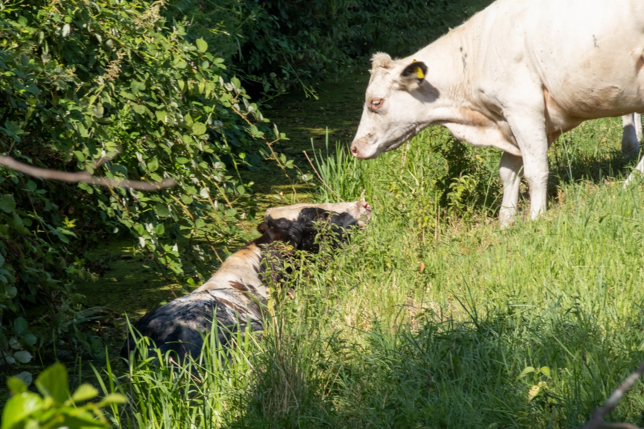 Stier vast in smalle sloot