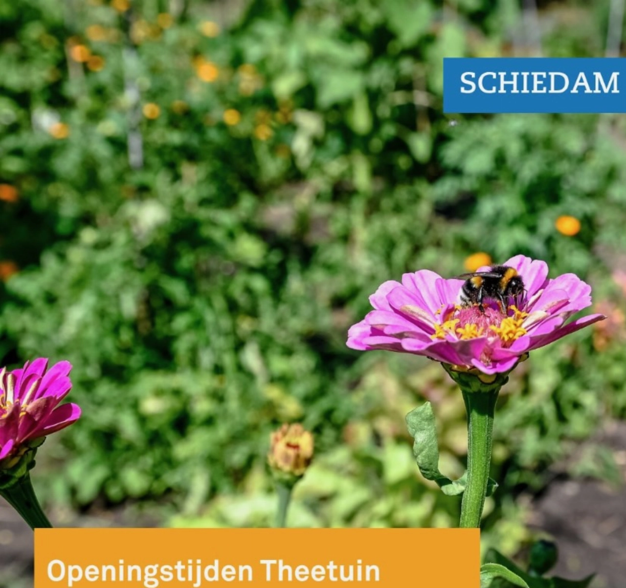 Bakkie doen in de theetuin