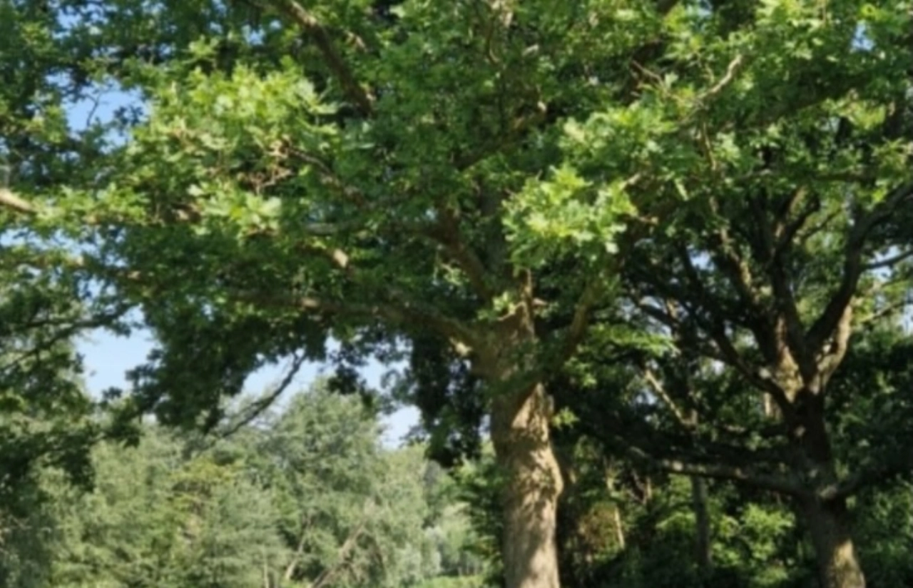 Beatrixparkbezoekers, kijk uit voor 'kriebelrups'