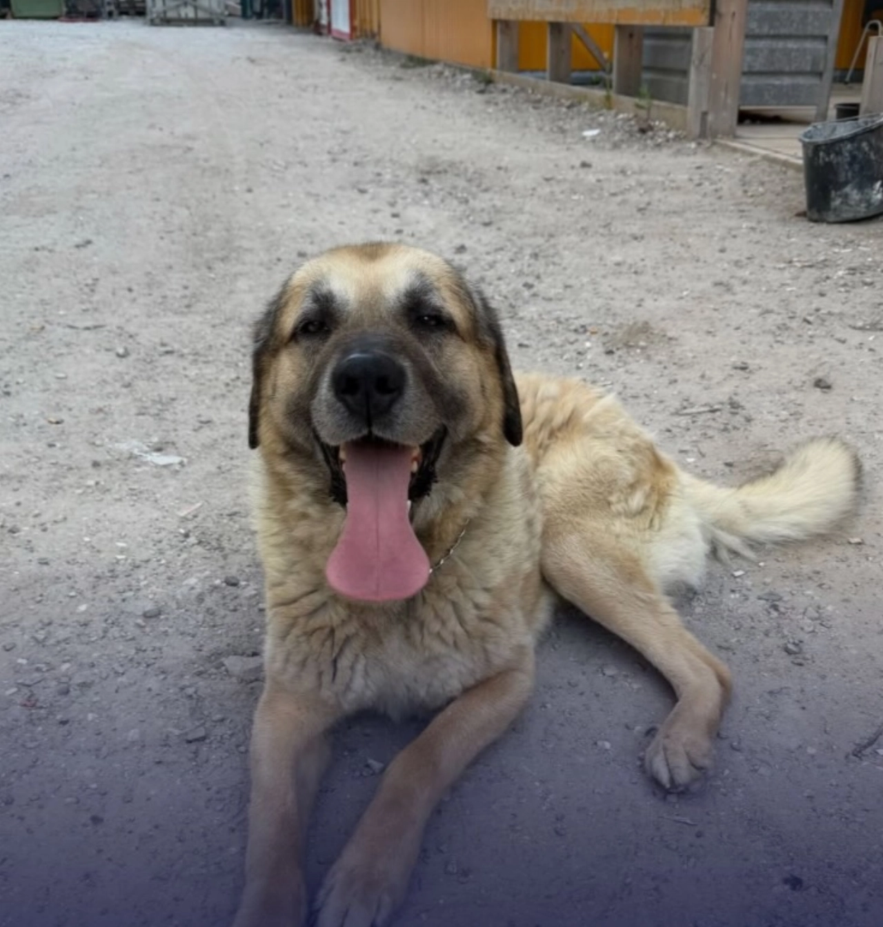 Politie herenigt hond met baasje