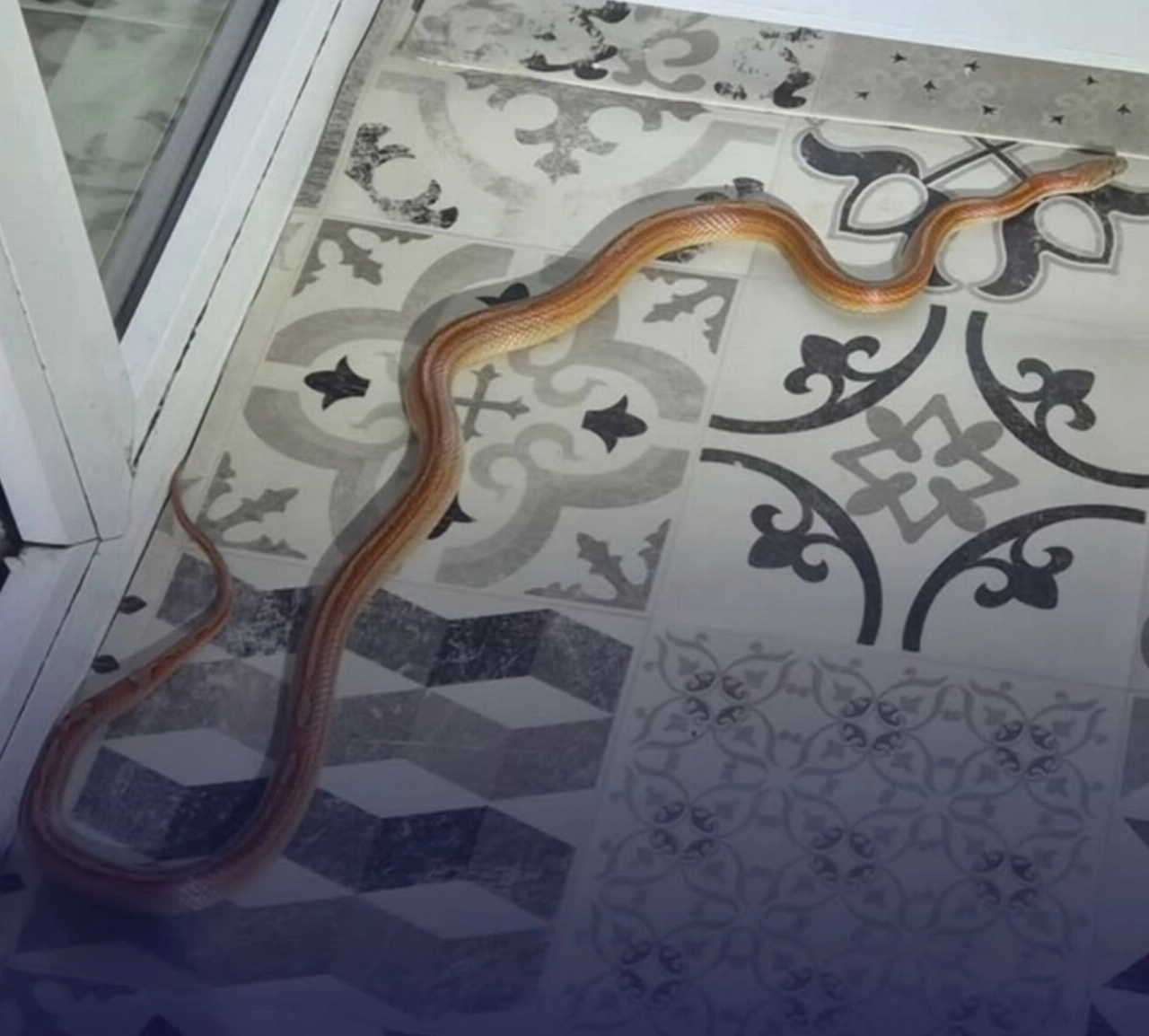 Korenslang in de huiskamer