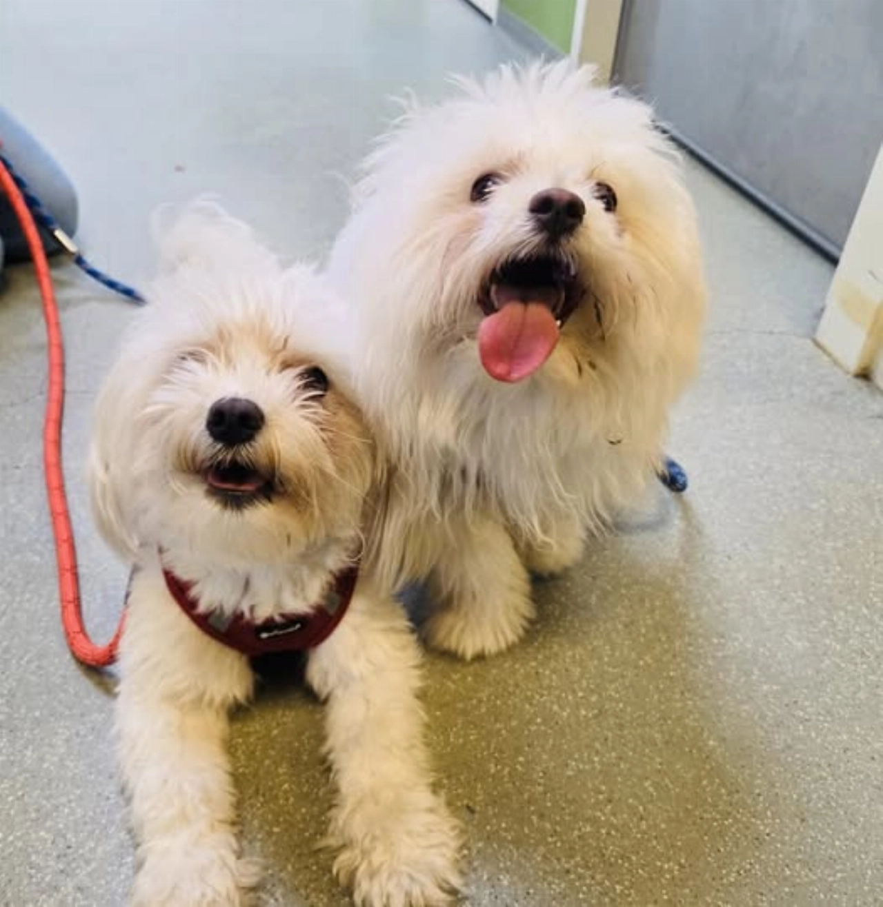 Twee hondjes achtergelaten in Schiedam