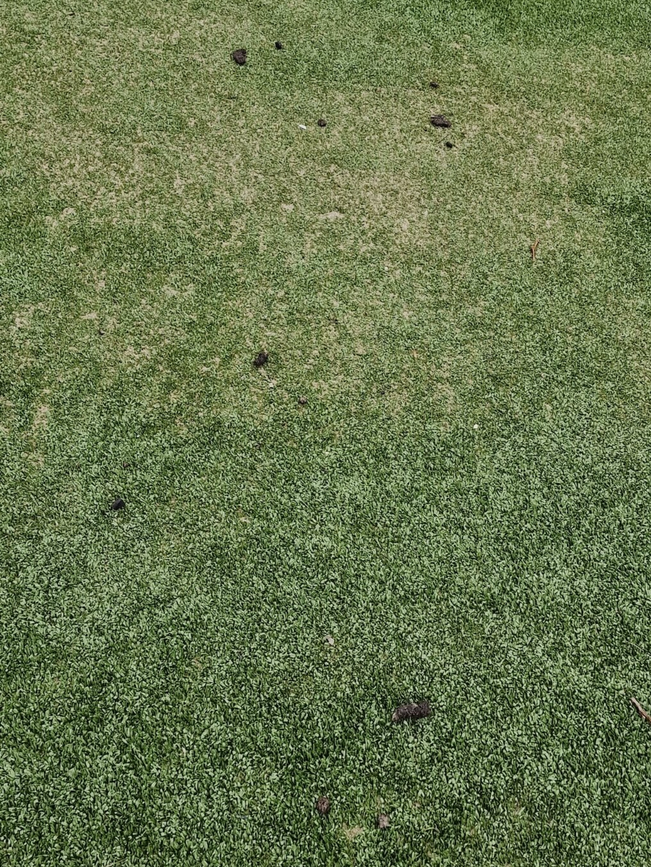 Lisa ergert zich dood aan hondenpoep