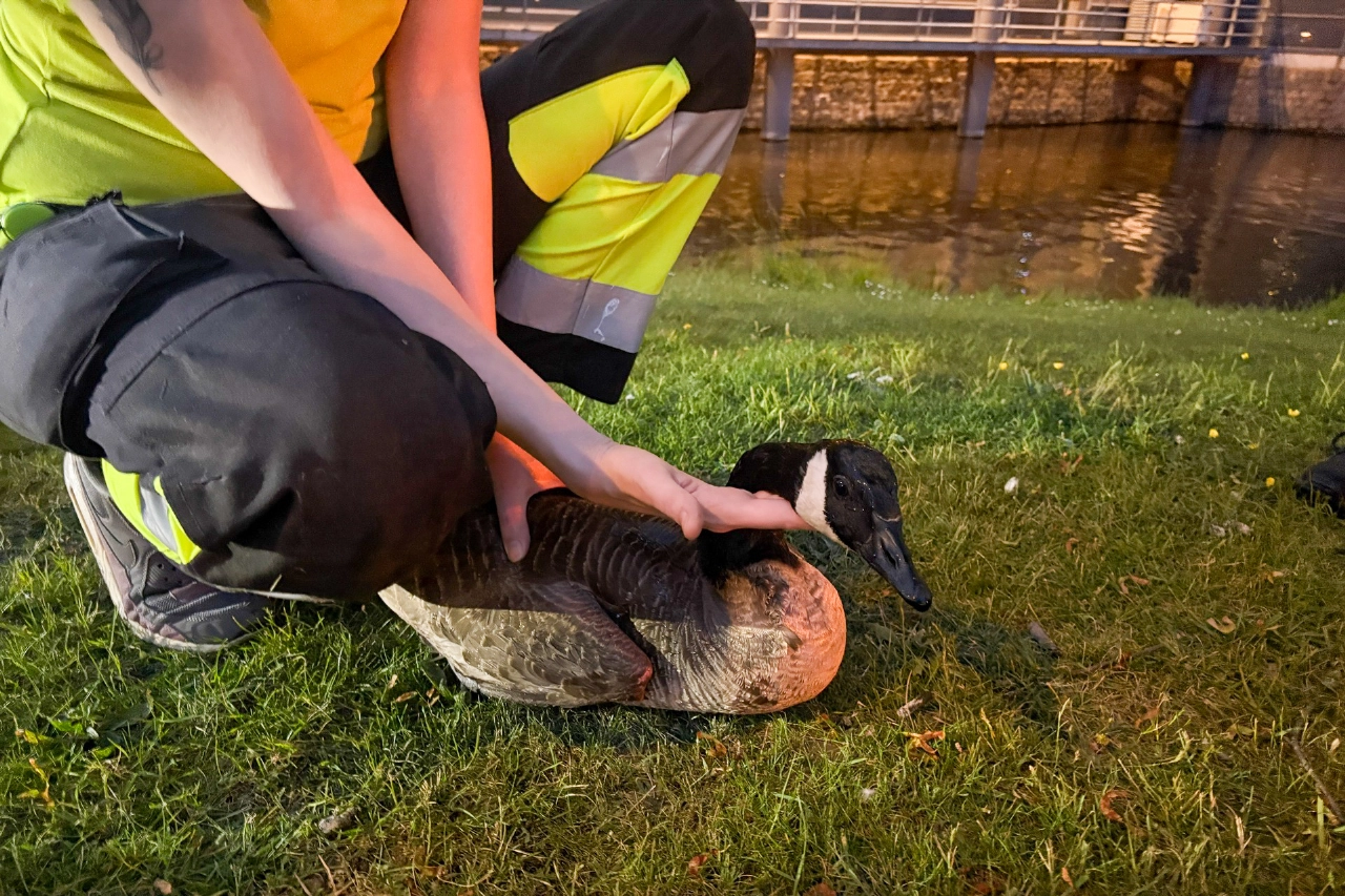 Reddingsactie voor gans